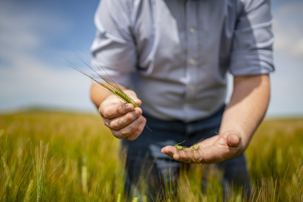 Islay holding barley in his hand in the barley field